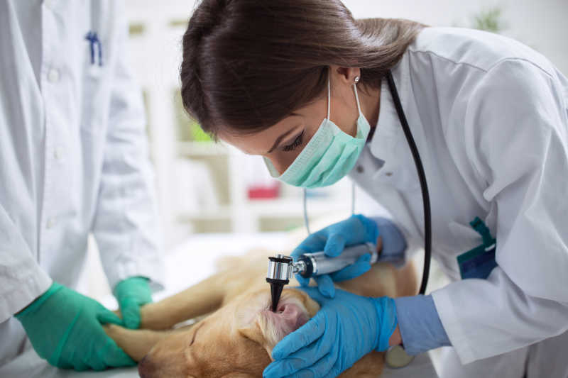 白色室内背景下给拉布拉多犬耳部做检查的兽医
