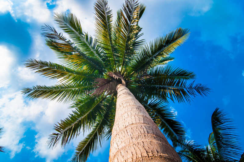 椰子树在蓝天背景下