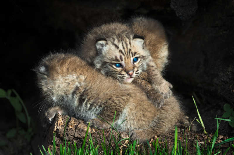 一只山猫躺在另一只山猫的身上