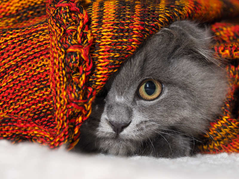 被红色毯子遮住半边脸的灰色英国短毛猫