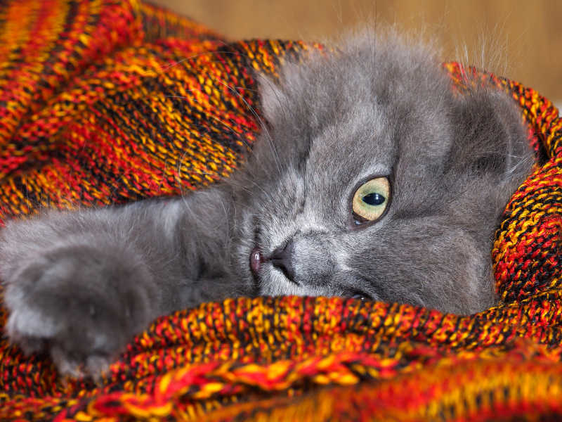 藏在红色毯子里伸出爪子的英国短毛猫
