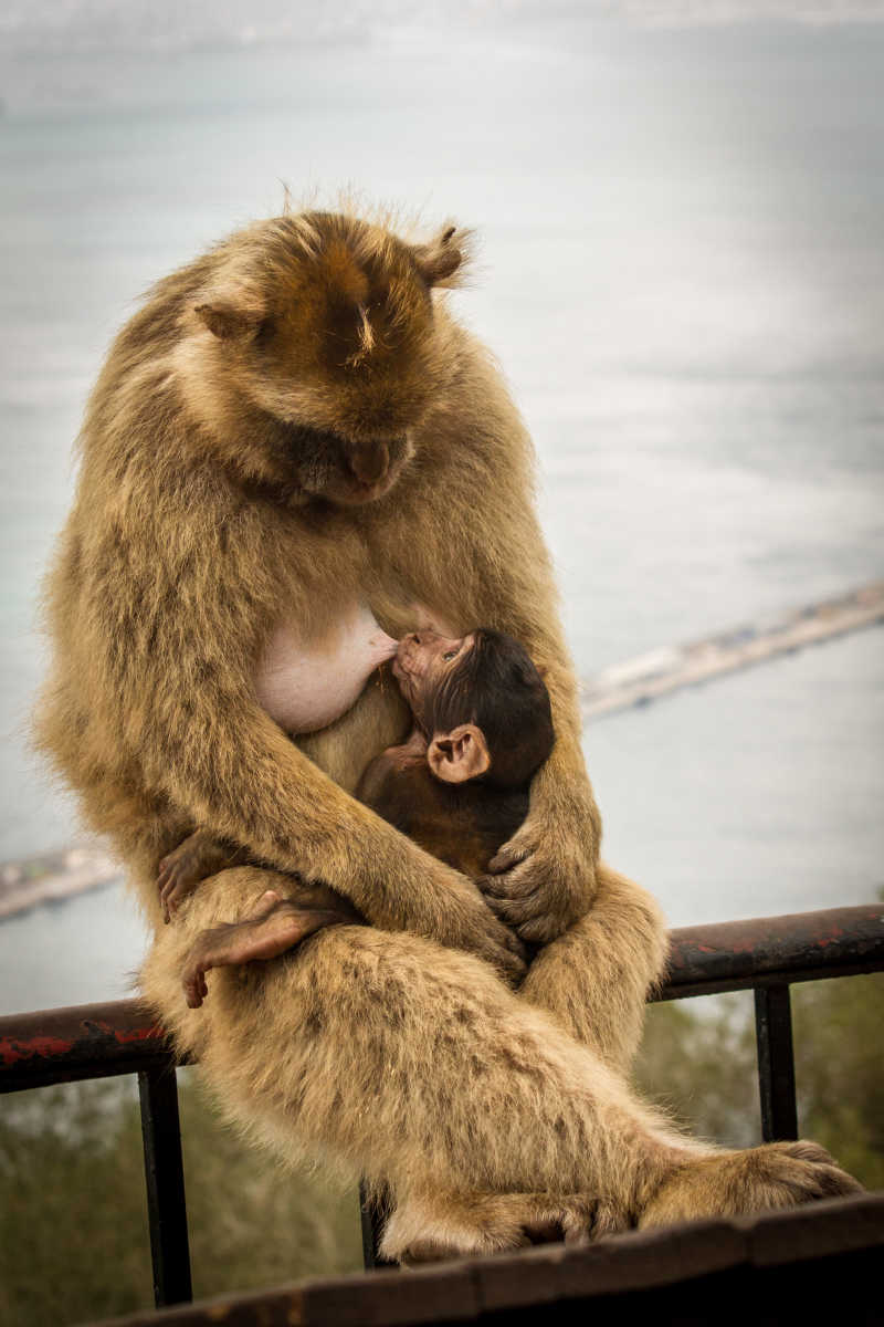 猴宝宝正在母亲怀里喝奶