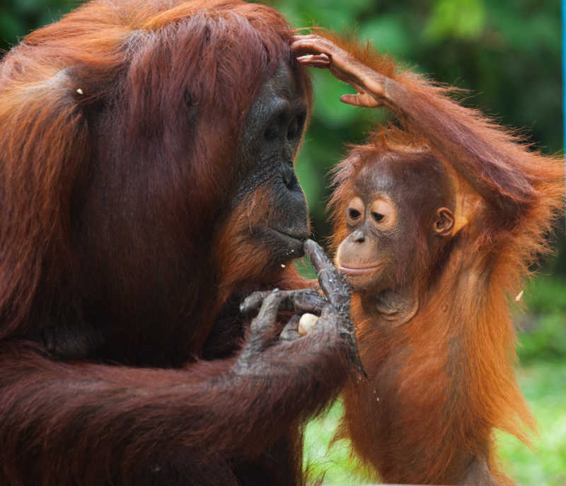 雌性猩猩与自己的孩子