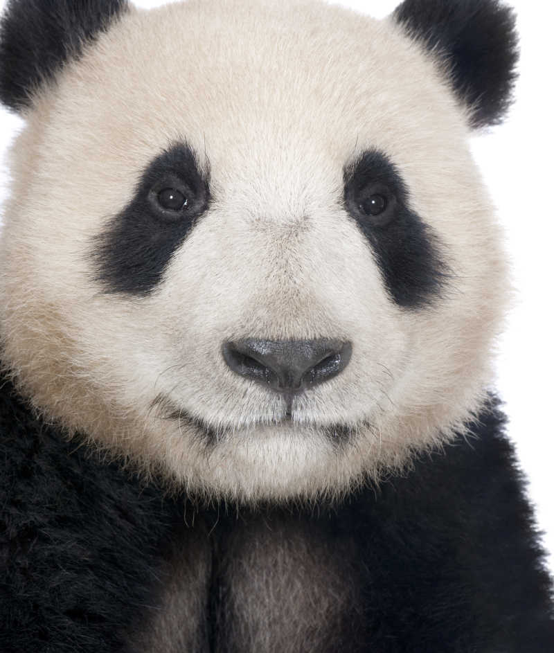 大熊猫肖像