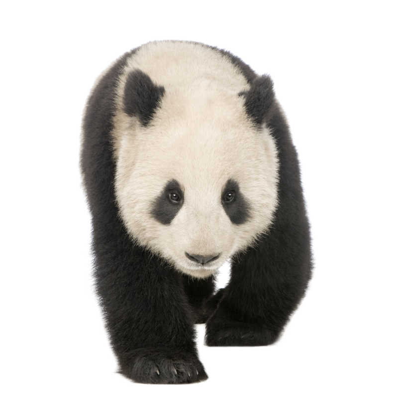 黑白相间的可爱熊猫