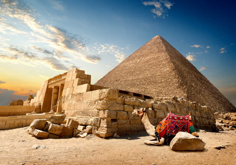 金字塔遗址附近的骆驼