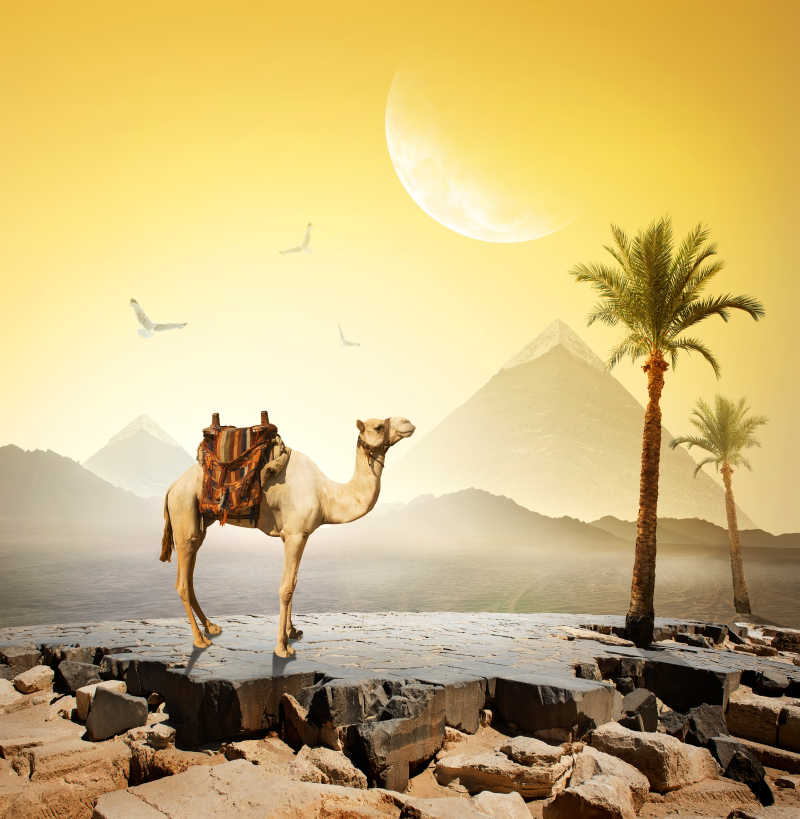 金字塔前的骆驼和树