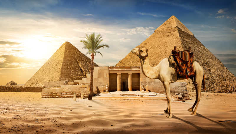 金字塔入口前的骆驼