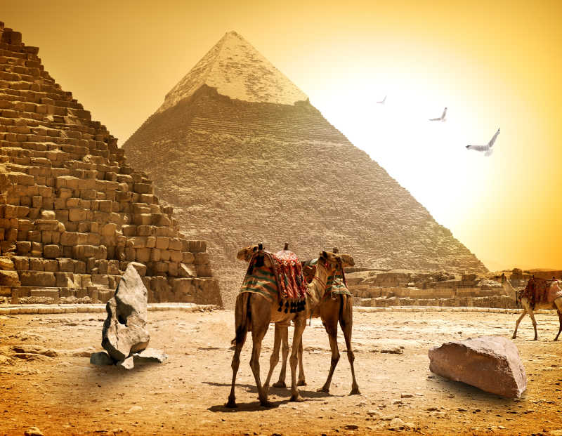 阳光下的骆驼和金字塔
