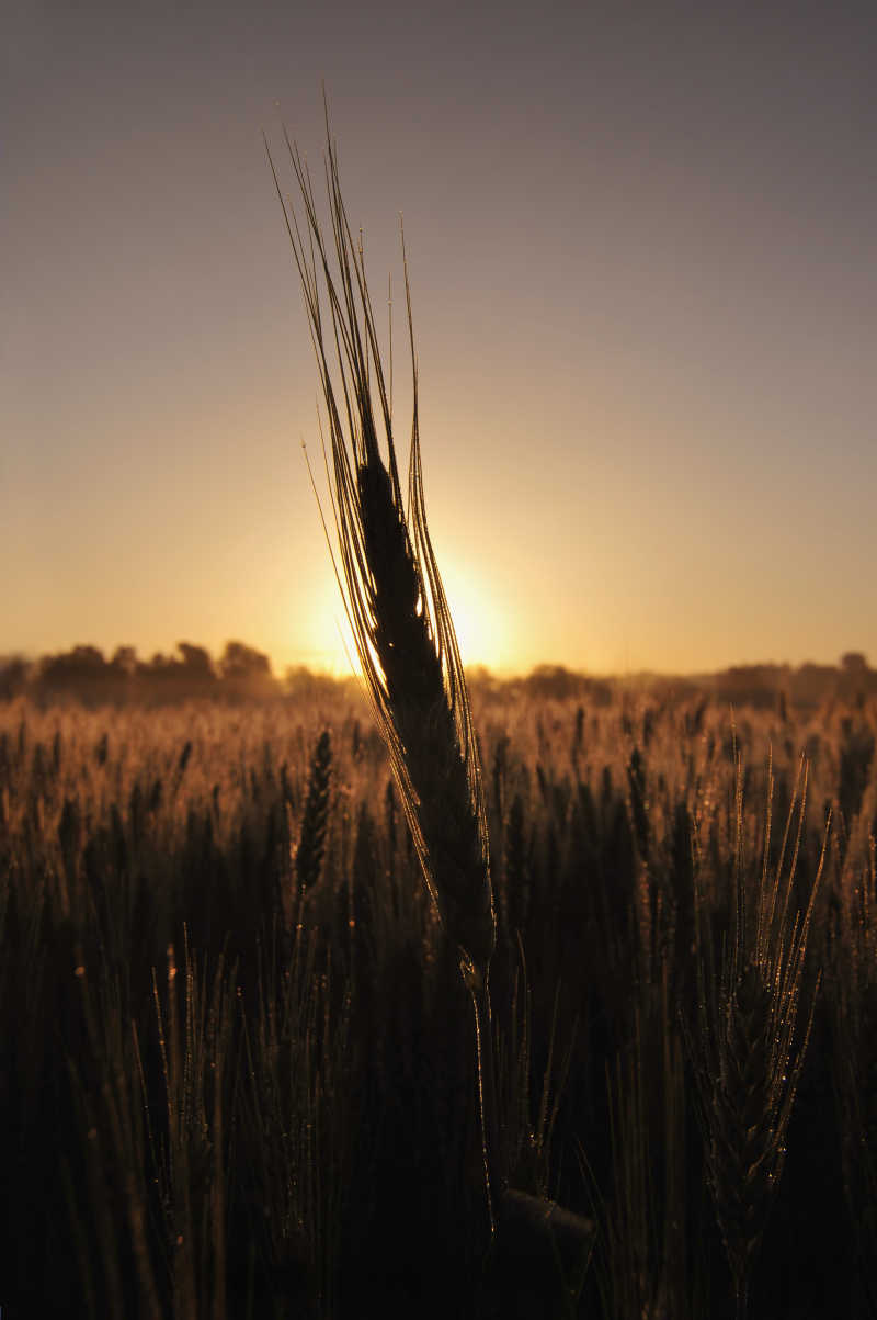 日落时分的大麦