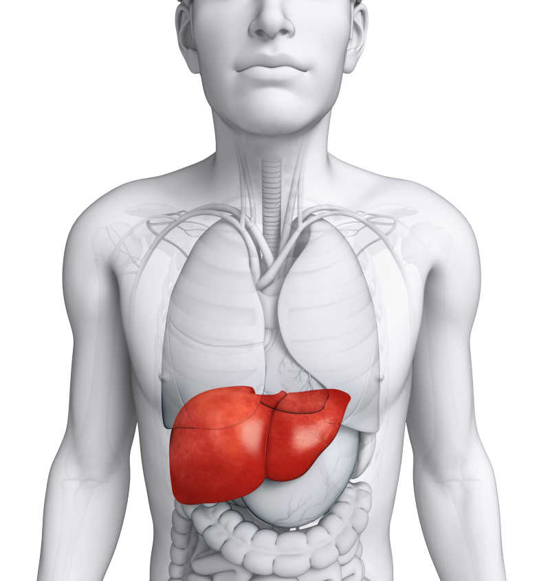 男性肝脏解剖图