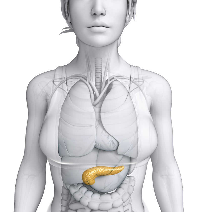 女性胰腺解剖示意图