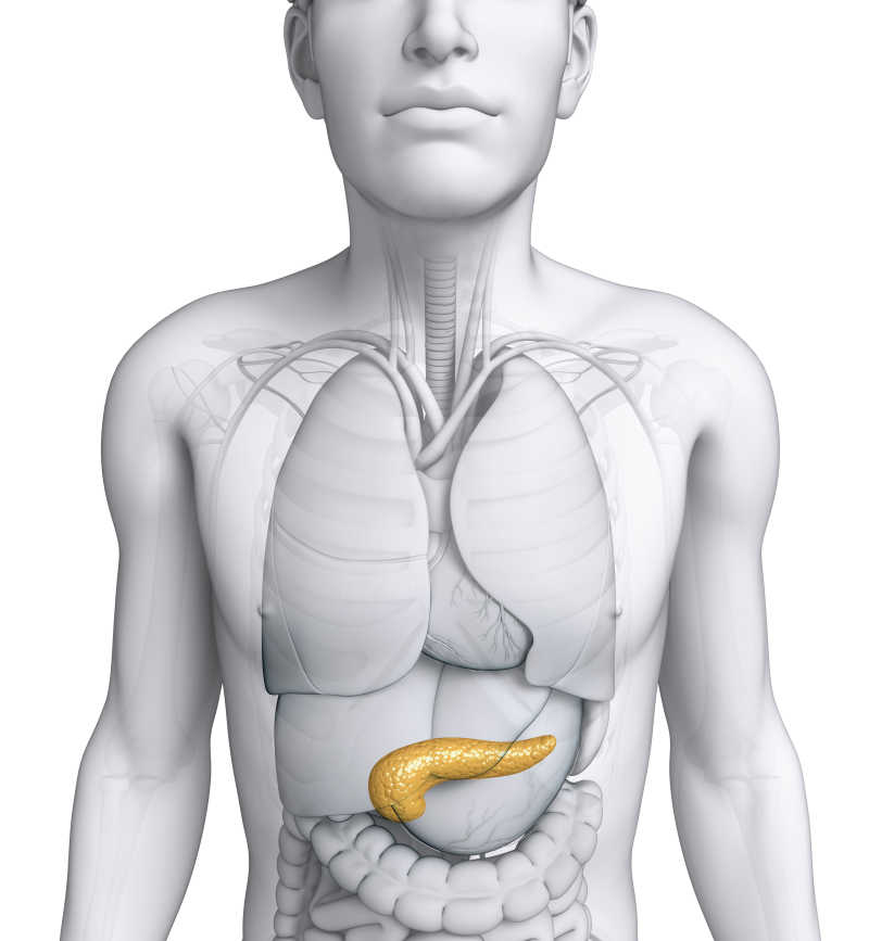 男性胰腺解剖