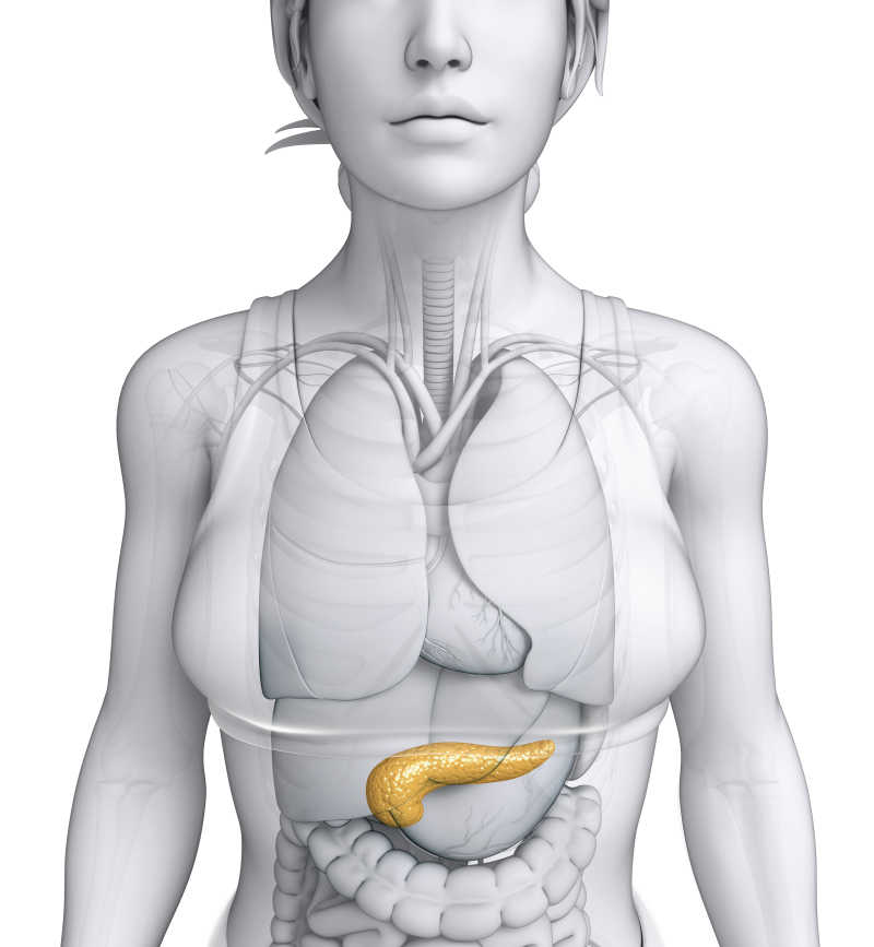 女性胰腺解剖