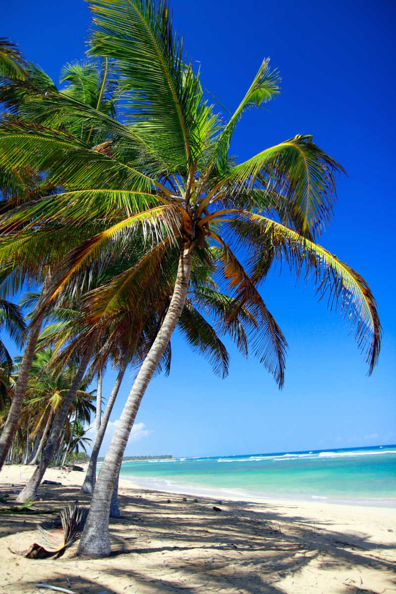 加勒比海沙滩上的棕树