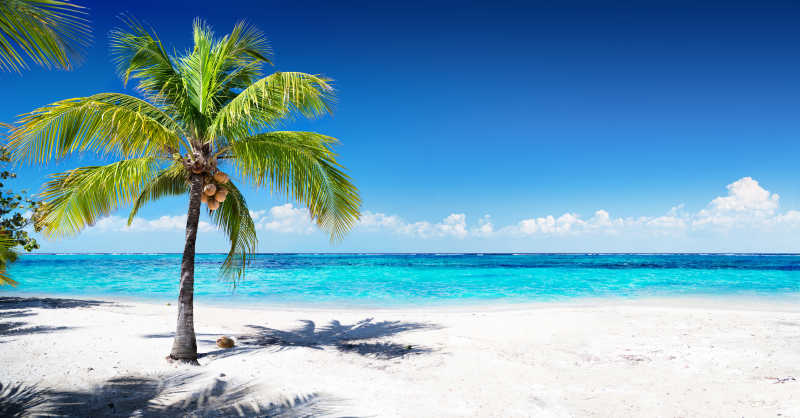 棕榈树风景珊瑚海滩