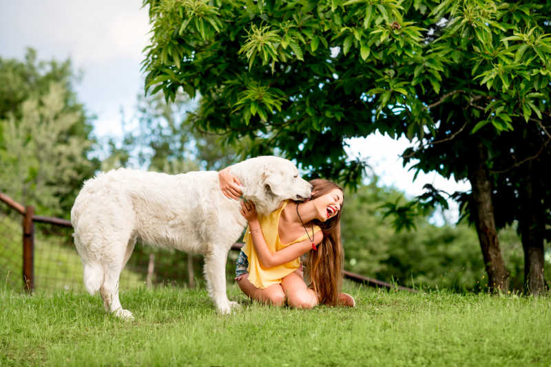 白色大型意大利牧羊犬与快乐的女孩