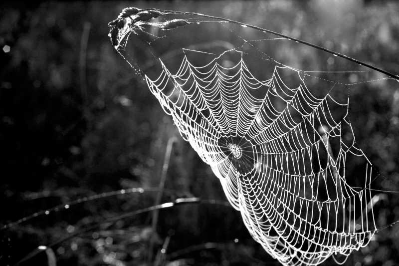 黑白的叶间的蜘蛛网