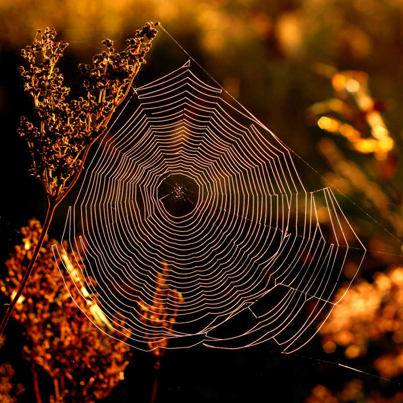 清晨阳光下的蜘蛛网