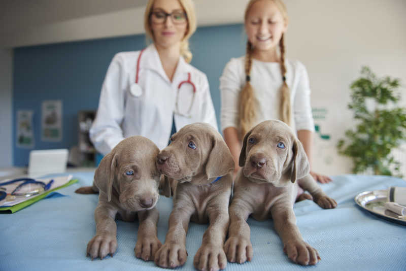 兽医与小女孩小角度观察小狗