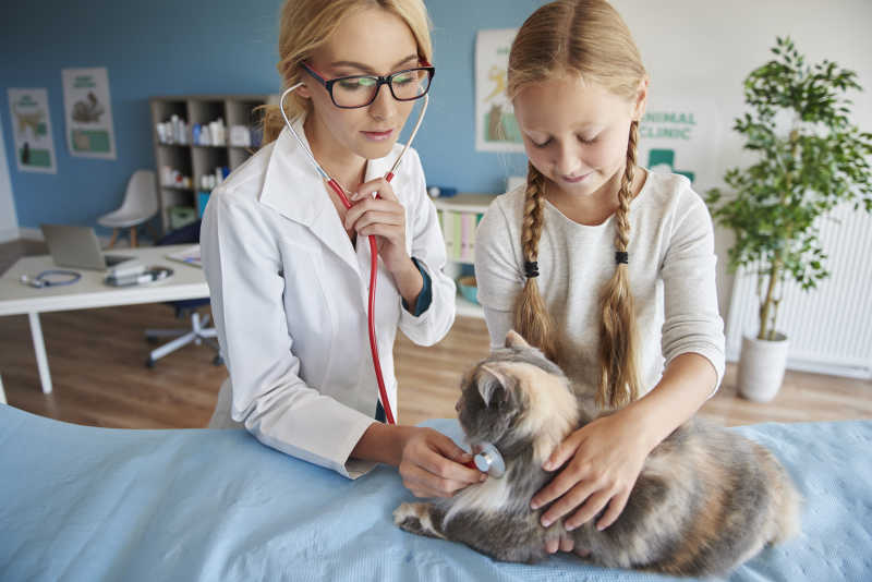 兽医给猫做脉搏检查