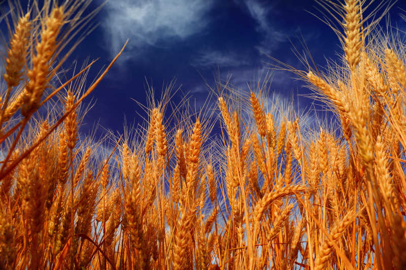 收获季节的小麦