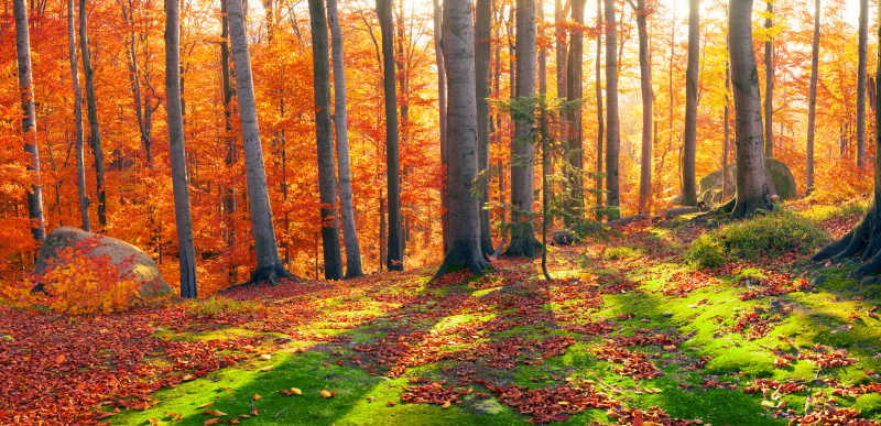 山毛榉岩石和森林中的美丽秋季风景