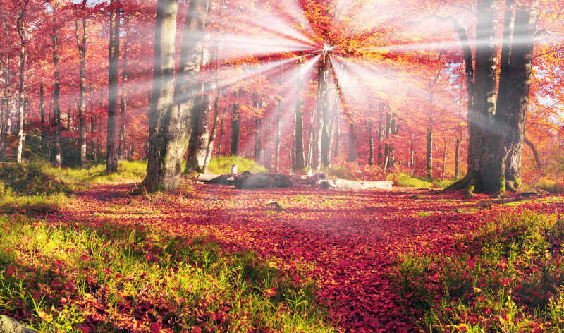 阳光四射的山毛榉森林的秋季风景