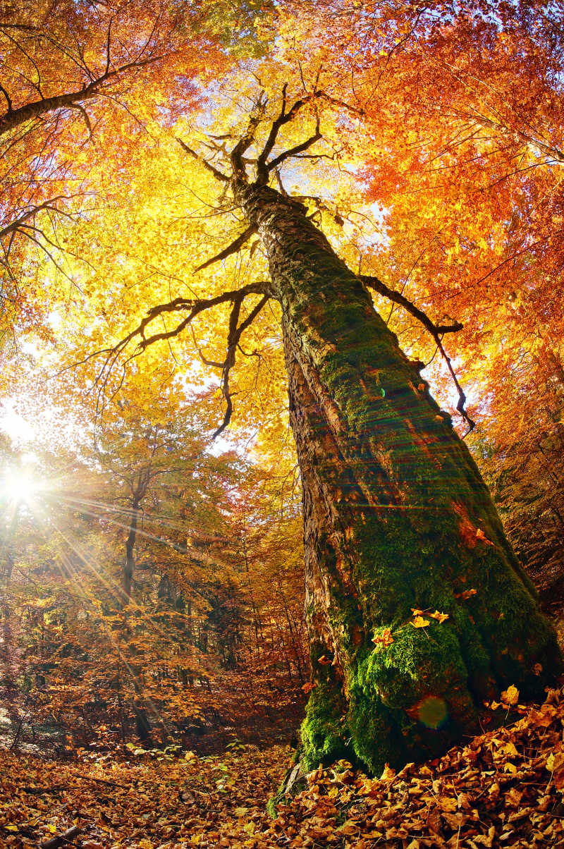 金山毛榉林美丽的秋季风景