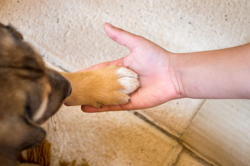 人和狗狗在握手