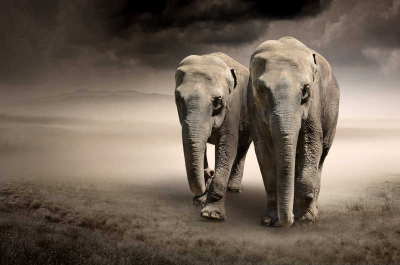 行走的两只大象