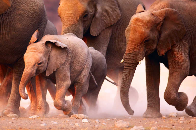 迁移中的大象群