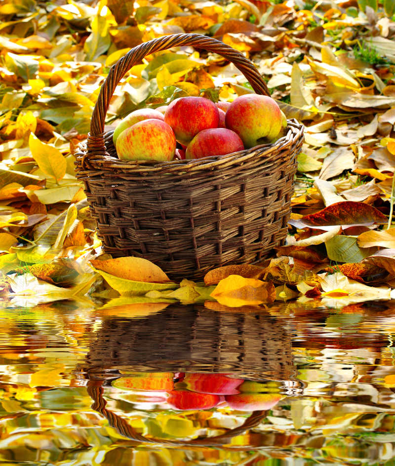 秋季枯树叶上篮子里的苹果