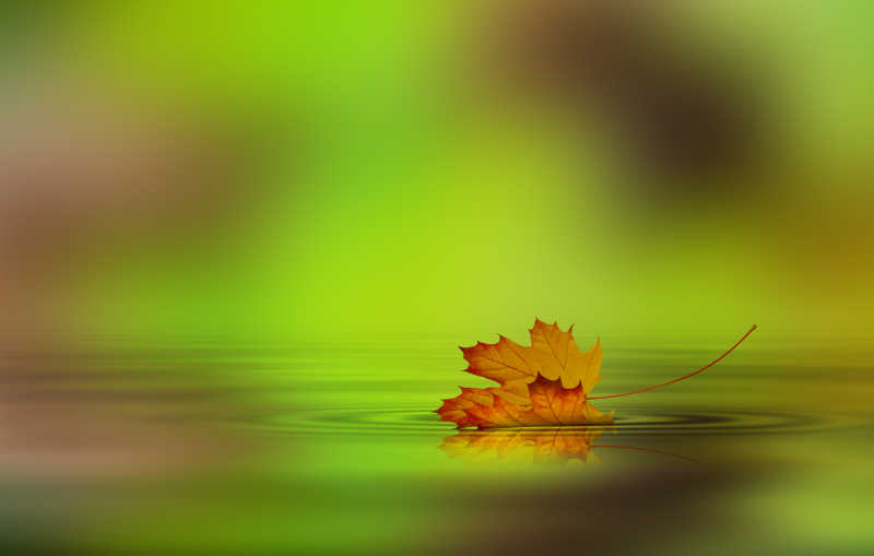 水面上漂浮的枯树叶