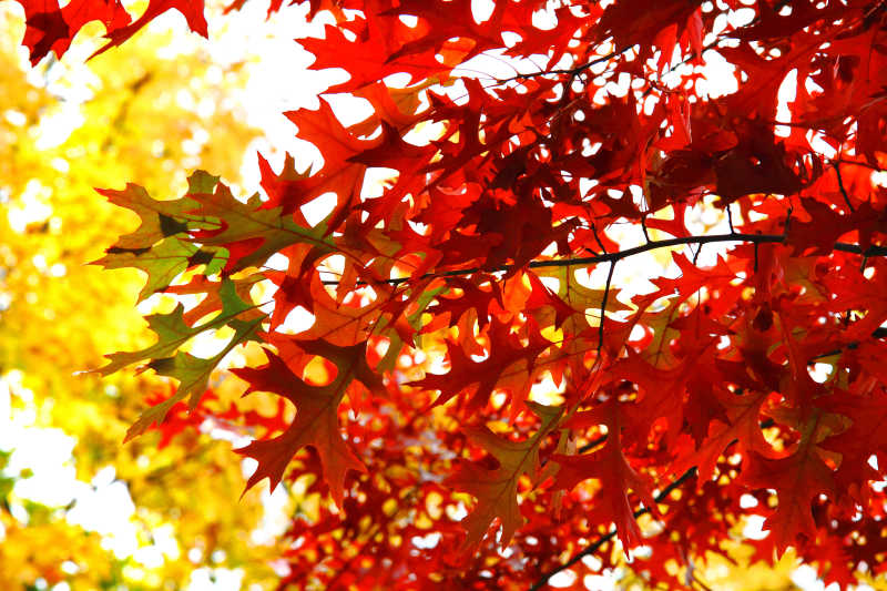 秋季美丽的树叶