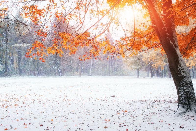 初冬的阳光穿透树木的秋叶