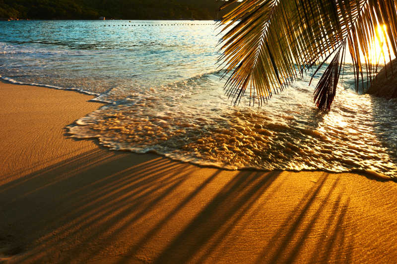 美丽日落在塞舌尔海滩棕榈树显示阴影