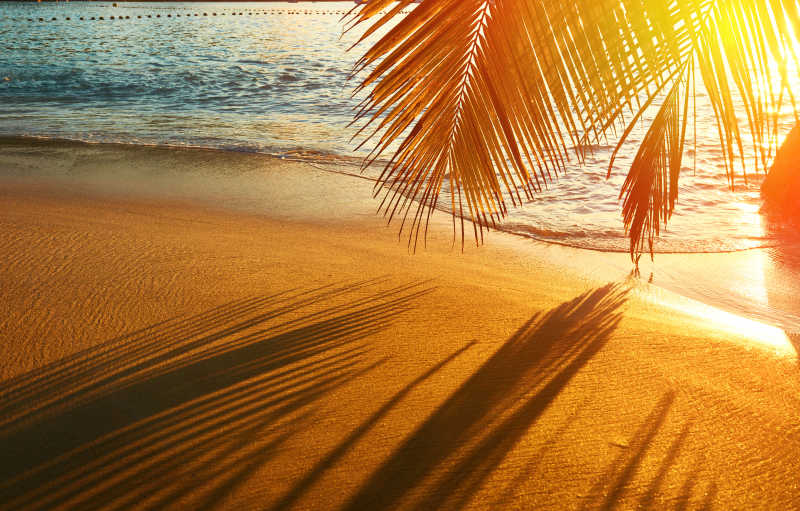 美丽的日落在塞舌尔海滩的棕榈树阴影