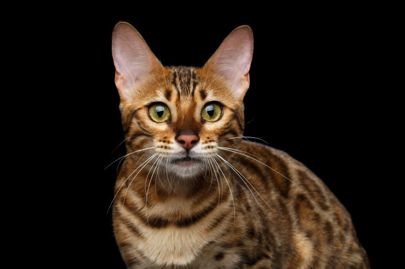专注的孟加拉猫