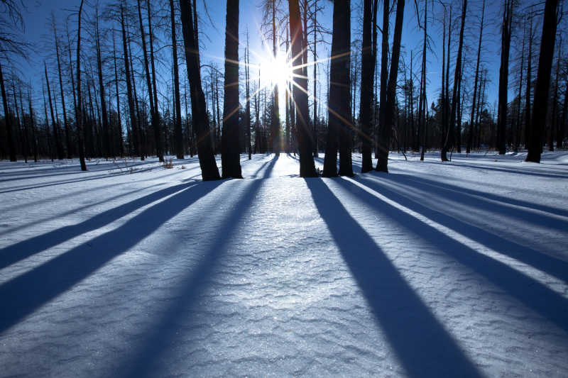 日落时分的冬季森林