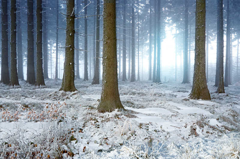 雾蒙蒙的冬季森林