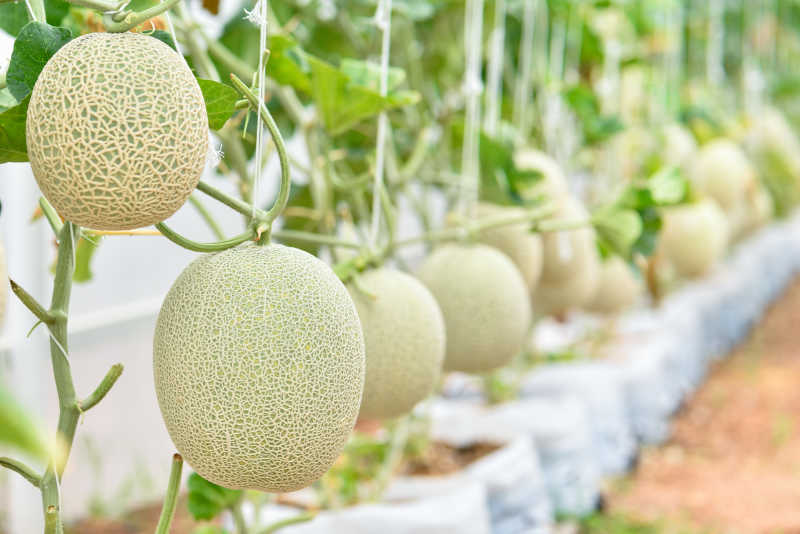 温室栽培哈密瓜