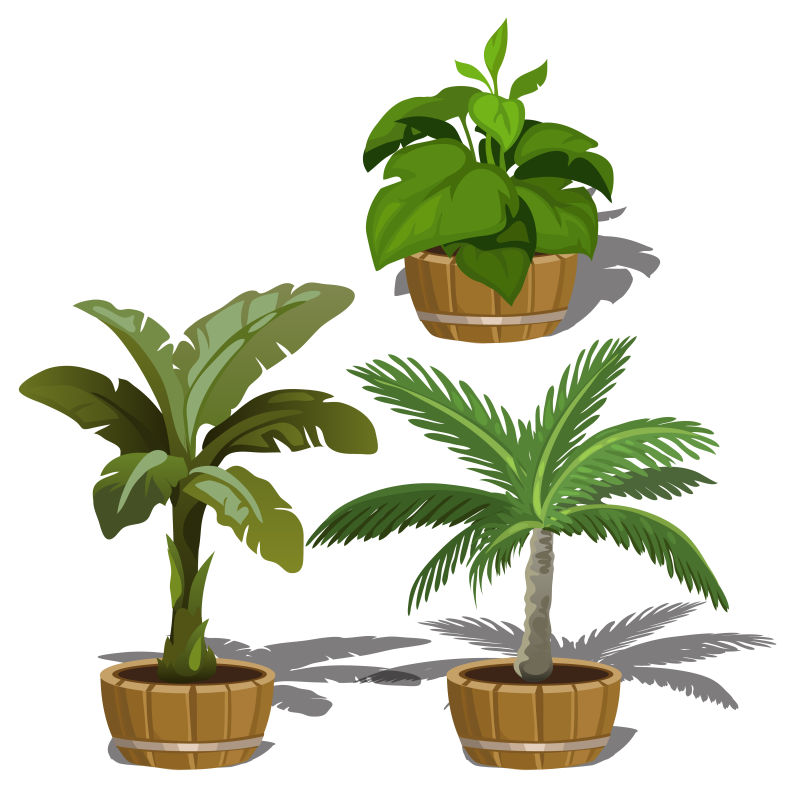 三种不同种类的植物盆栽矢量插画