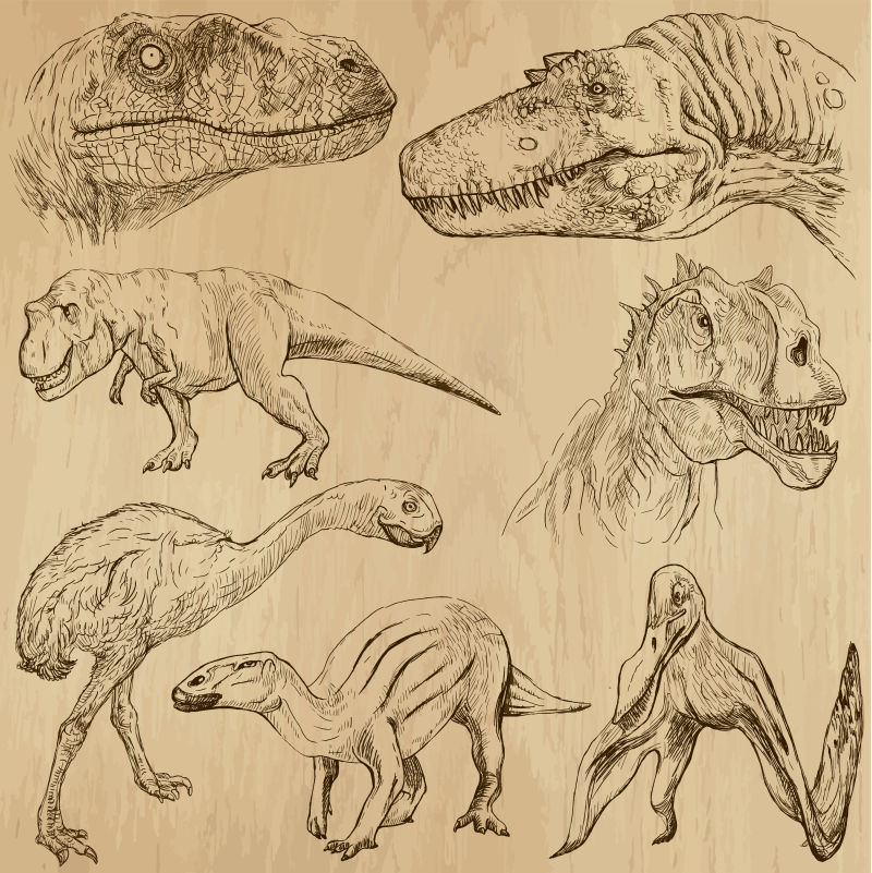 不同种类的恐龙矢量插画