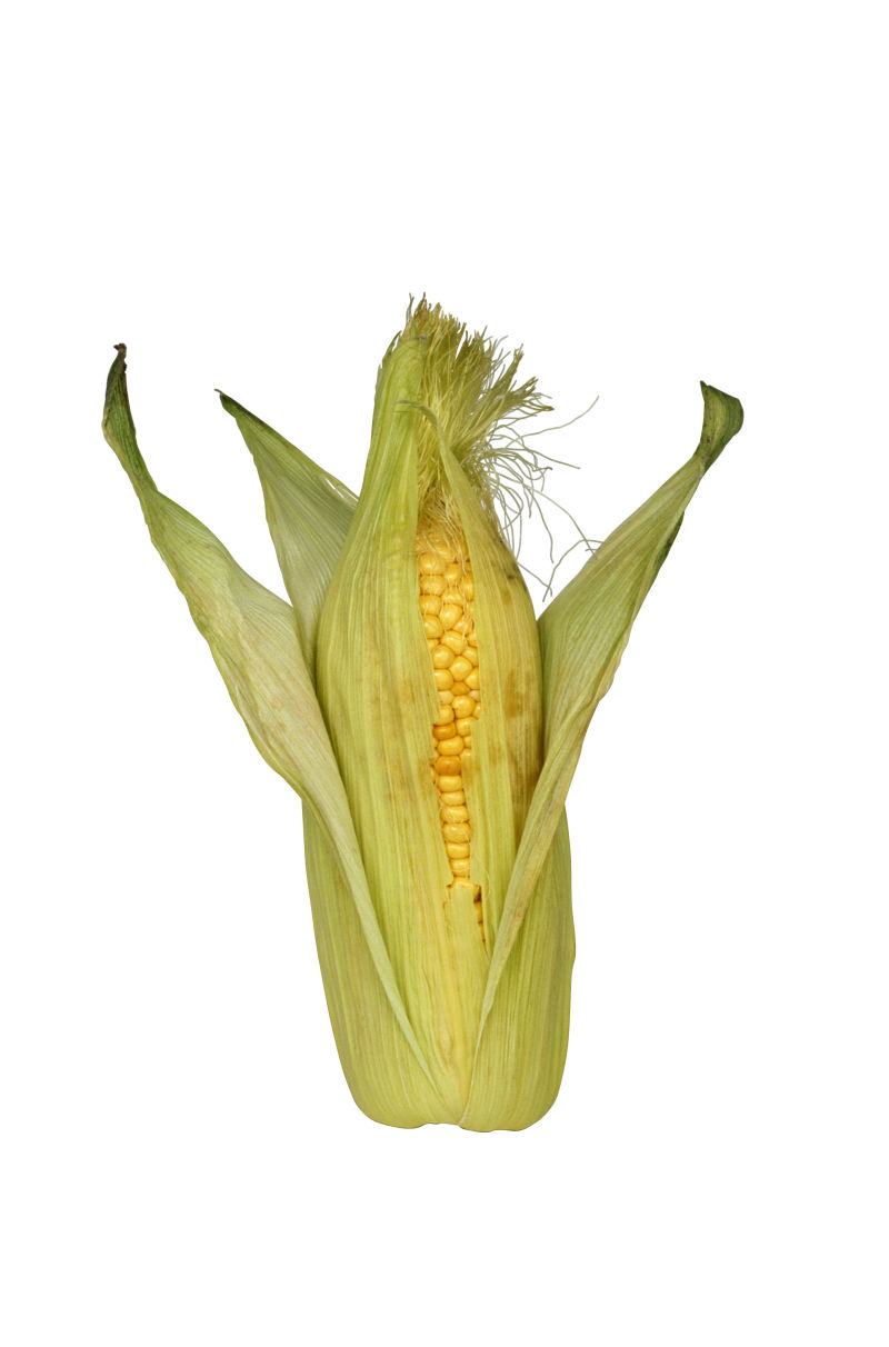 白色背景下的玉米