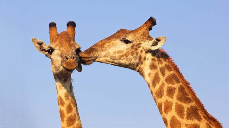 亲吻的长颈鹿