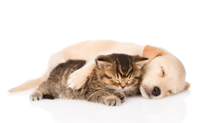 猫咪和狗狗在一起睡觉