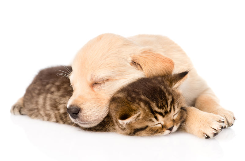 狗狗和猫咪挤在一起睡觉