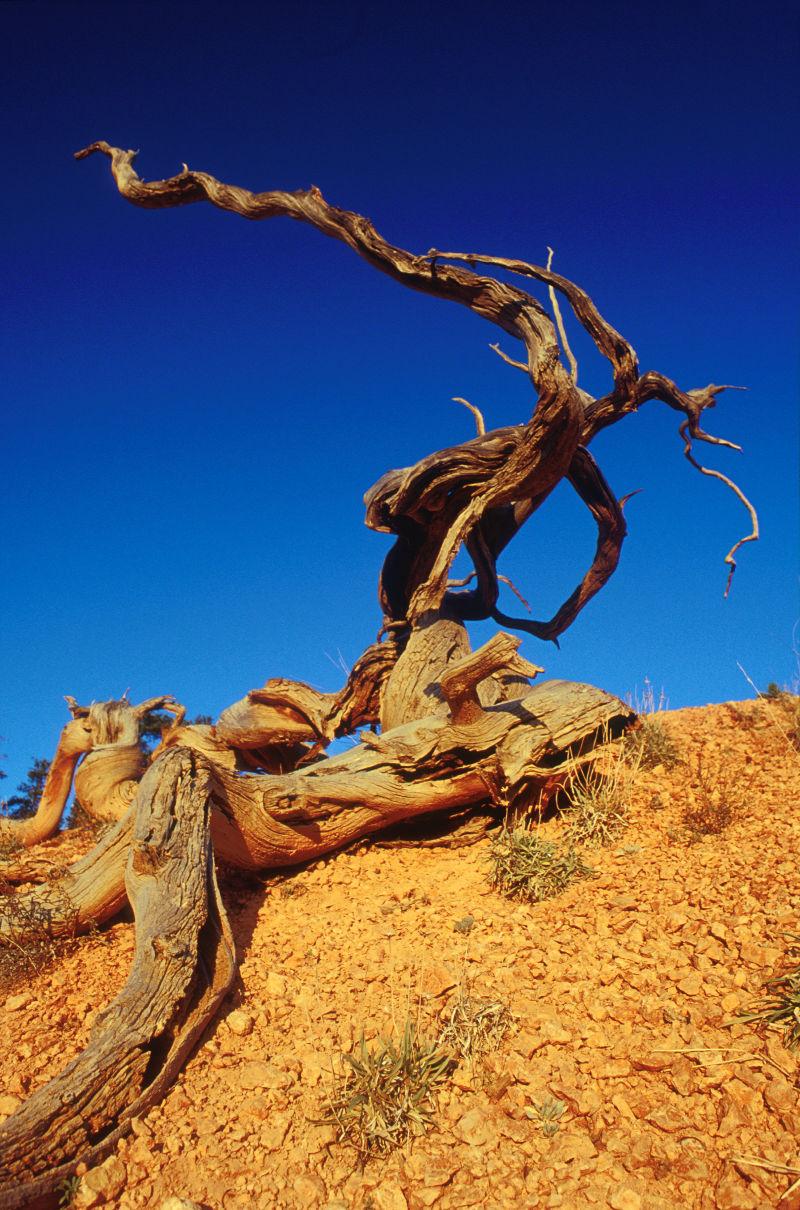 死亡谷附近沙丘附近的死棉花树