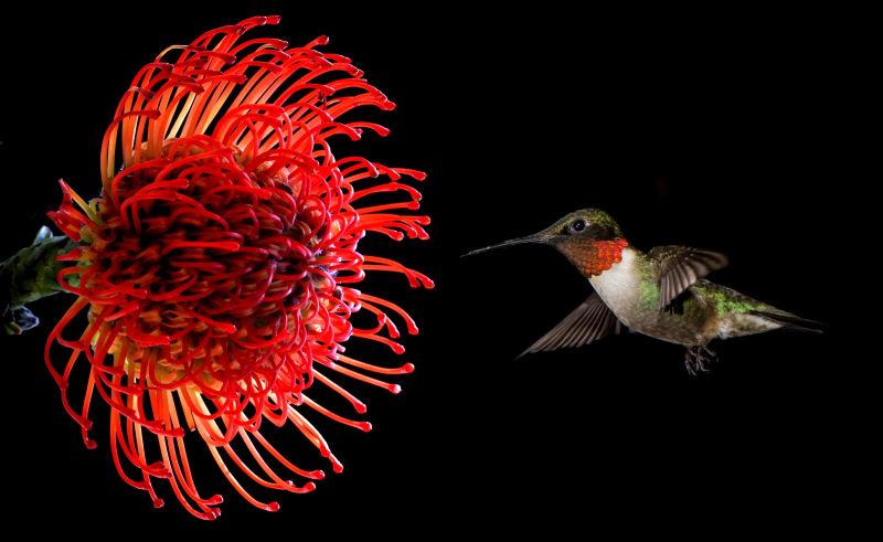 红色热带疣花和蜂鸟